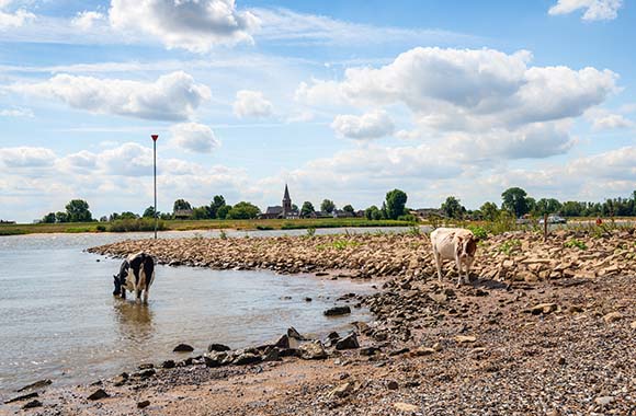 Fietsen in Gelderland – Tijdens je fietstocht langs de Waal, kom je regelmatig koeien tegen. Fietsen in Gelderland – Tijdens je fietstocht langs de Waal, kom je regelmatig koeien tegen.