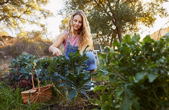 In de moestuin: vrouw controleert de toestand van haar groentegewassen.