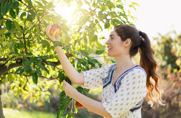 Gärtnerin erntet Äpfel an einem Herbsttag. Gärtnerin erntet Äpfel an einem Herbsttag.