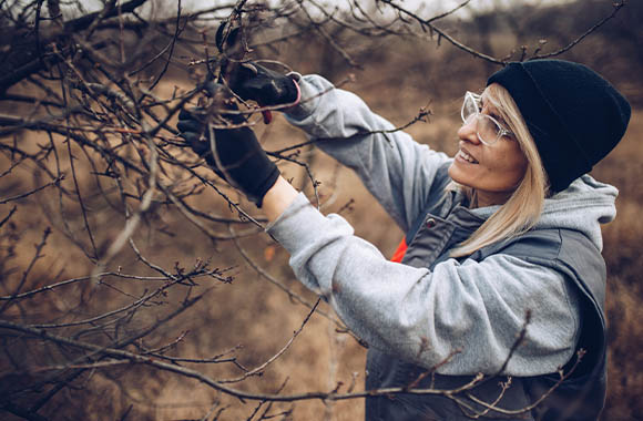 Frau verschneidet Obstbäume in ihrem Garten. Frau verschneidet Obstbäume in ihrem Garten.