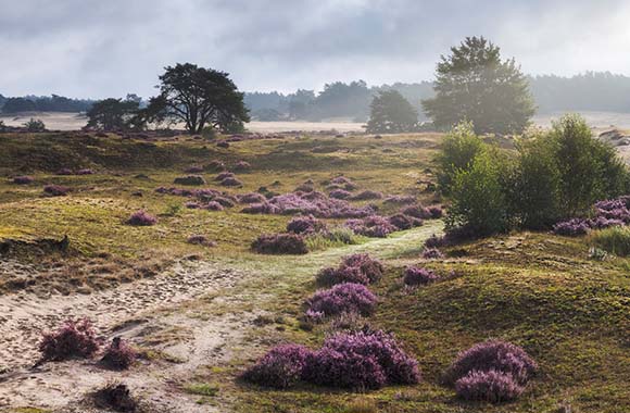 Van Elburg naar Harderwijk op de fiets – Een prachtige route over de heide in de buurt van Nunspeet. Van Elburg naar Harderwijk op de fiets – Een prachtige route over de heide in de buurt van Nunspeet.