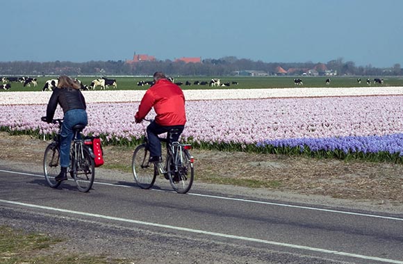Een man en een vrouw fietsen langs de bloemenvelden in Noord-Holland. Een man en een vrouw fietsen langs de bloemenvelden in Noord-Holland.