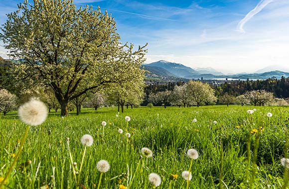 Velotouren Zug: Wiese im Kanton Zug. Velotouren Zug: Wiese im Kanton Zug.