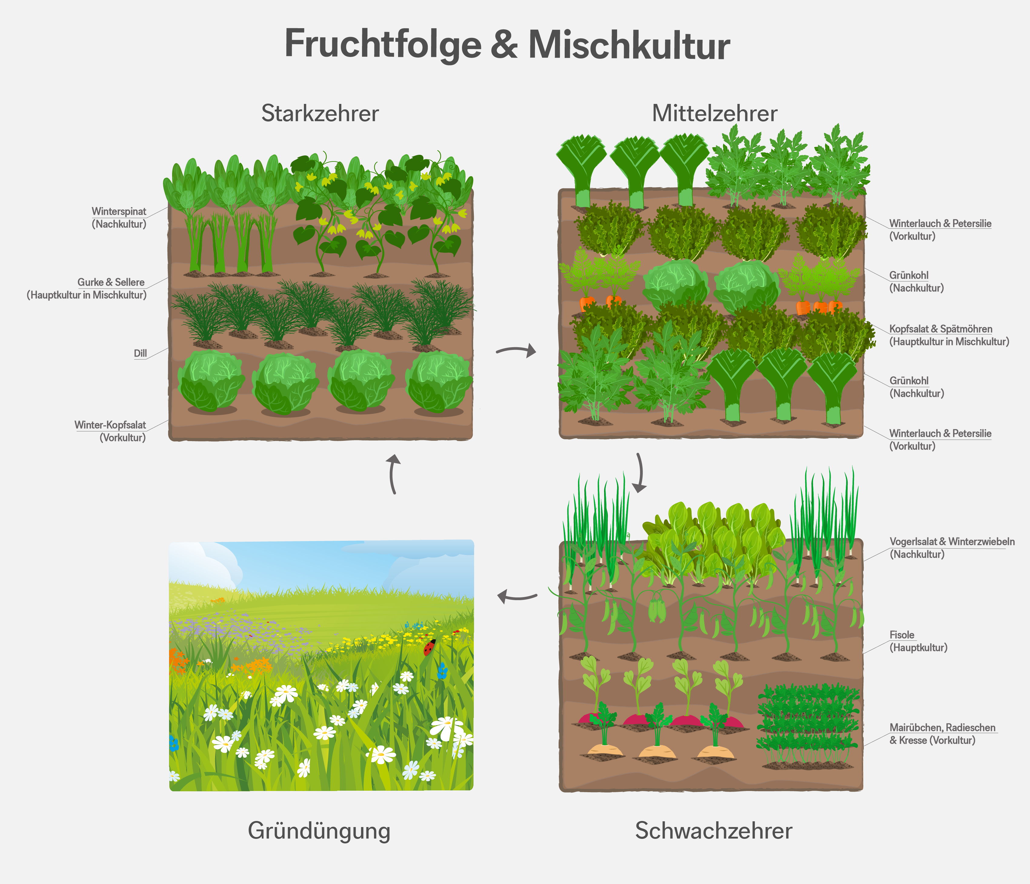 Fruchtfolge – Informationsgrafik zur Fruchtfolge im Garten. Fruchtfolge – Informationsgrafik zur Fruchtfolge im Garten.