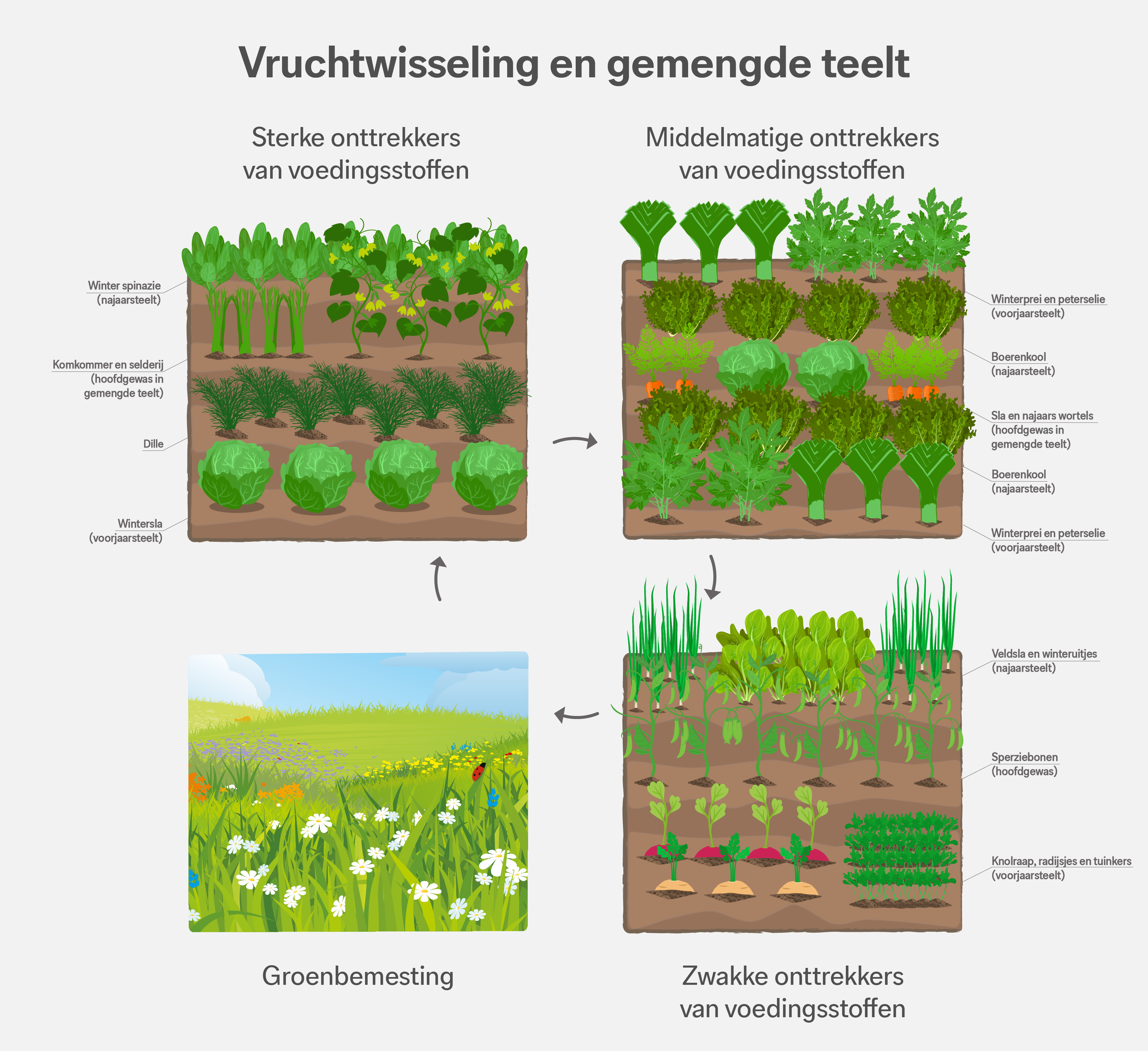 Wisselteelt – informatiegrafiek over de wisselteelt in de moestuin. Wisselteelt – informatiegrafiek over de wisselteelt in de moestuin.