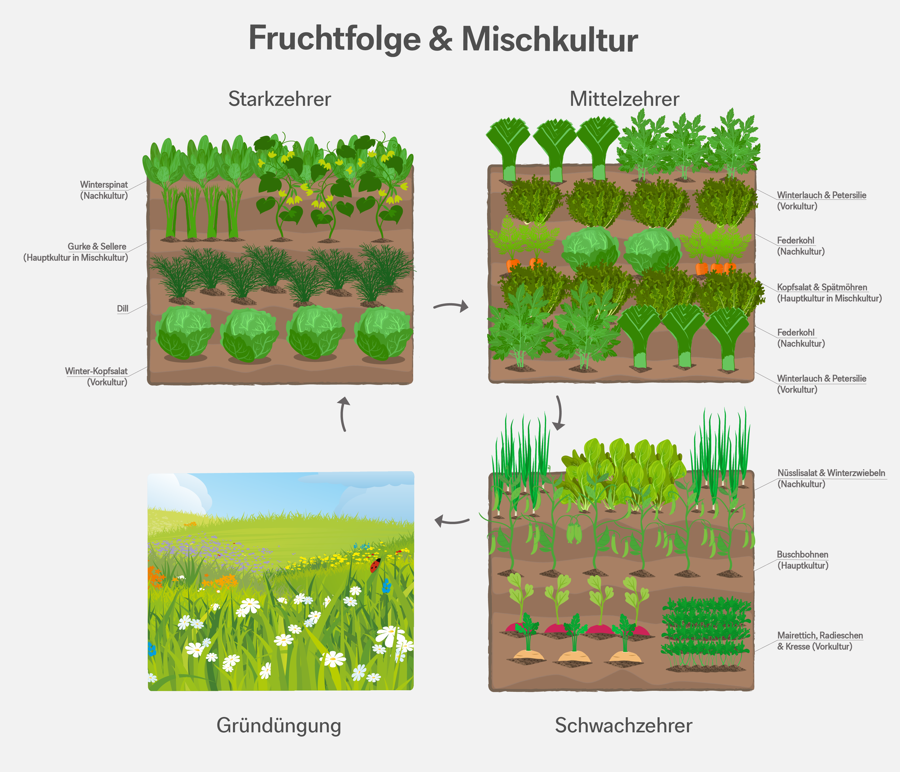 Fruchtfolge – Informationsgrafik zur Fruchtfolge im Garten. Fruchtfolge – Informationsgrafik zur Fruchtfolge im Garten.