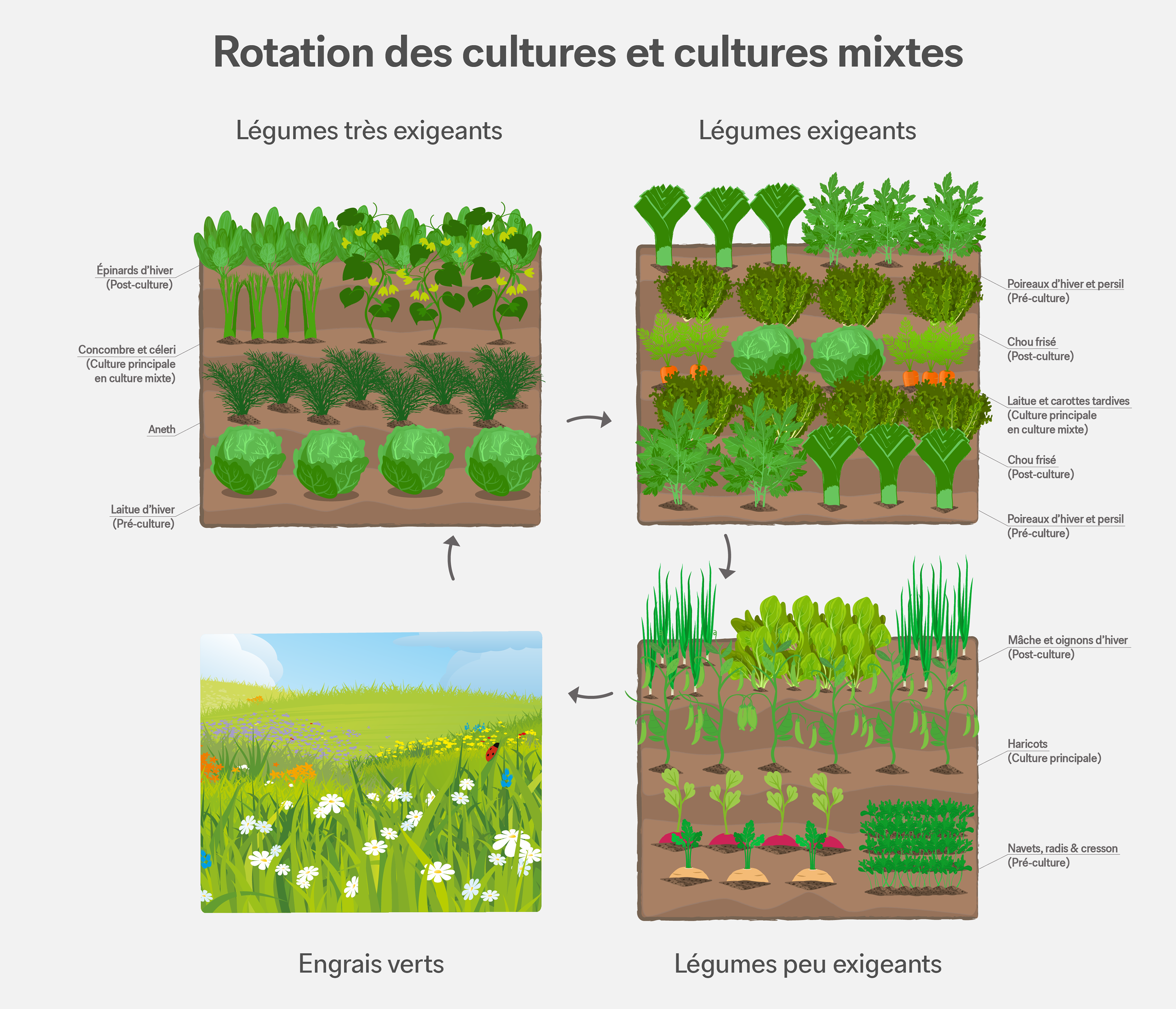 La rotation des cultures : graphique d’information concernant la culture rotative dans le jardin. La rotation des cultures : graphique d’information concernant la culture rotative dans le jardin.