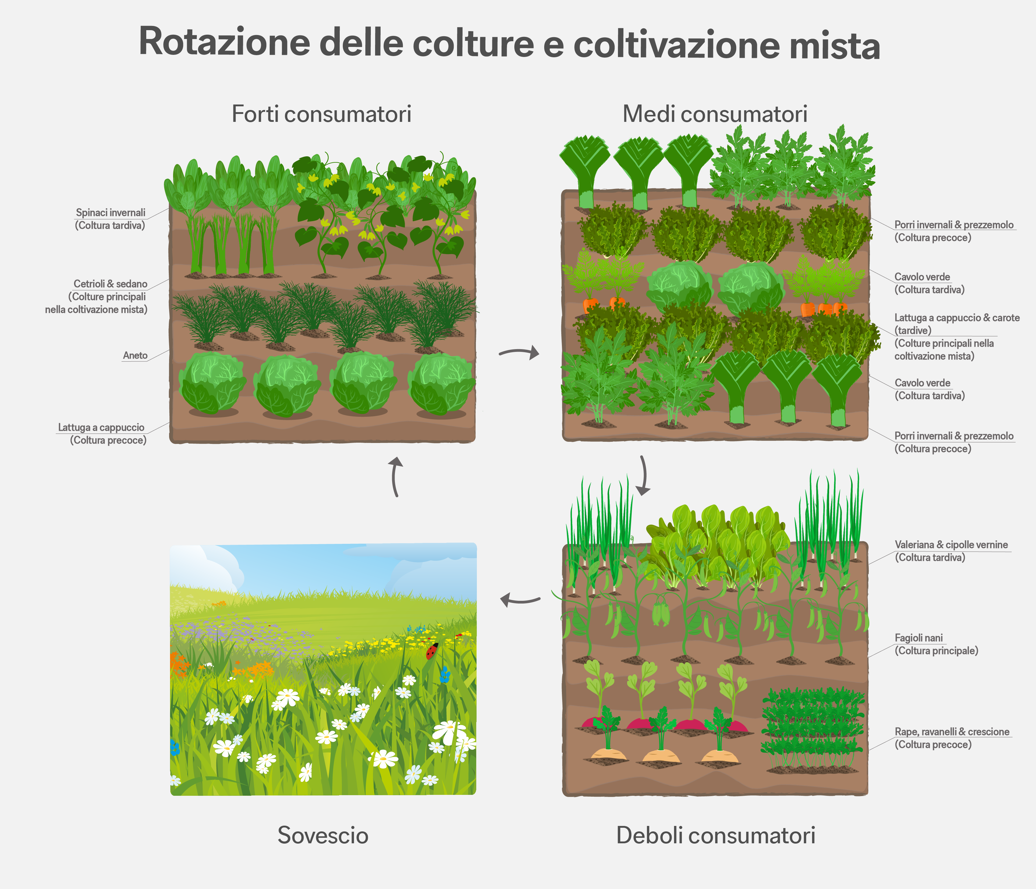 Rotazione delle colture – Grafico informativo sulla rotazione degli ortaggi nell’orto. Rotazione delle colture – Grafico informativo sulla rotazione degli ortaggi nell’orto.