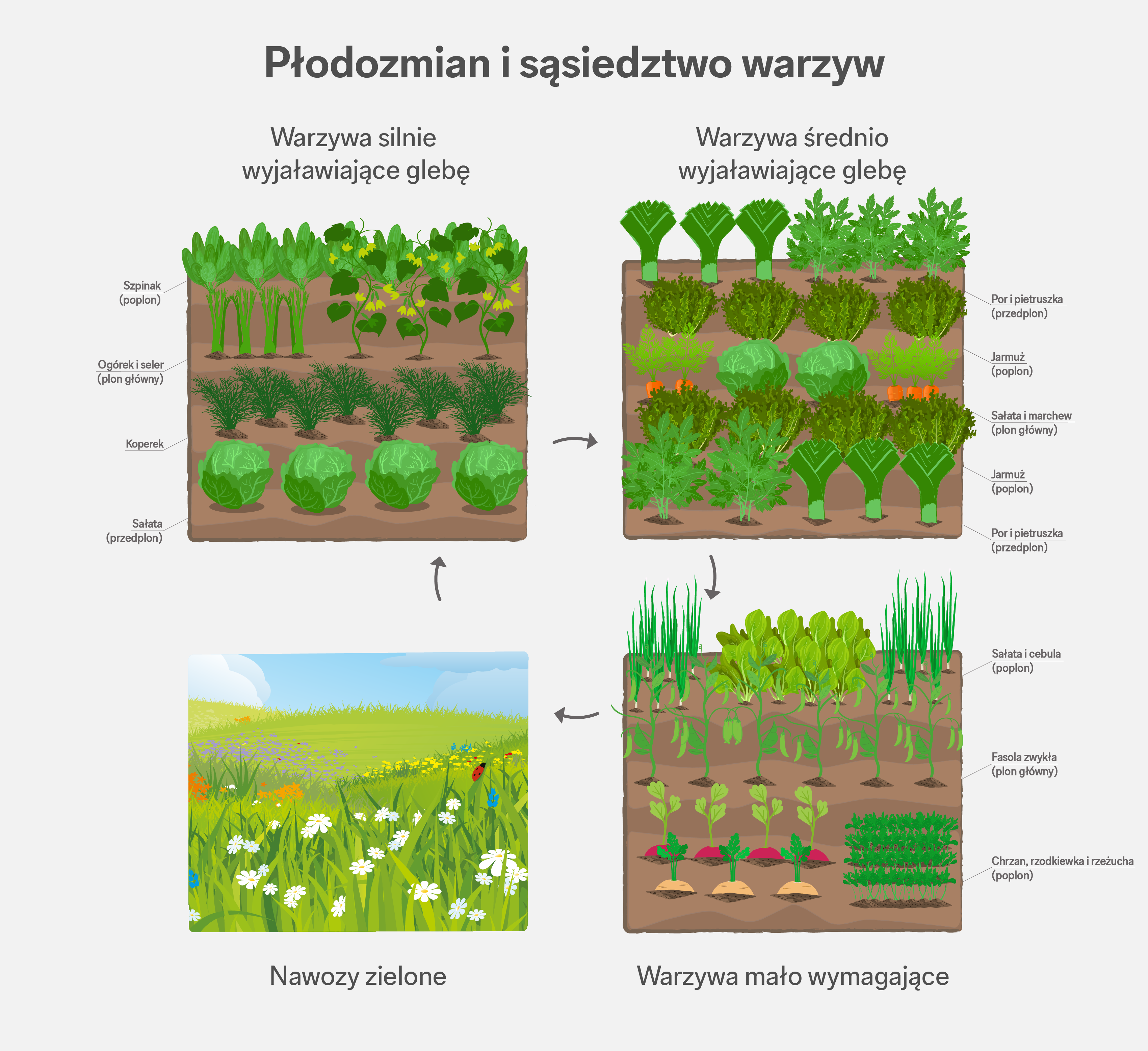 Płodozmian – infografika o rotacji roślin w ogródku. Płodozmian – infografika o rotacji roślin w ogródku.