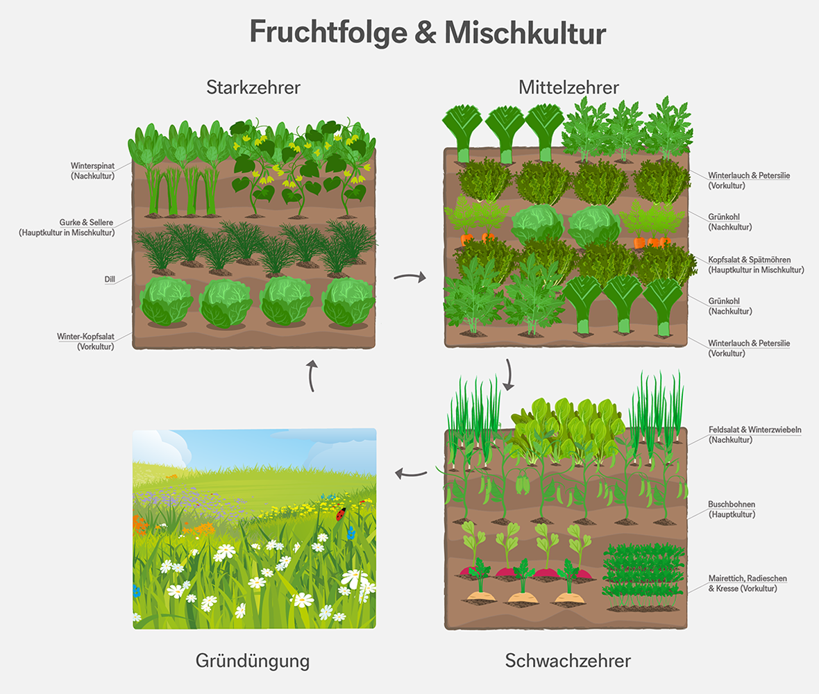 Fruchtfolge – Informationsgrafik zur Fruchtfolge im Garten. Fruchtfolge – Informationsgrafik zur Fruchtfolge im Garten.