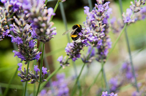 Bienenfreundliche Pflanzen – Eine Hummel sucht nach Nektar auf einer Lavendelblüte.
