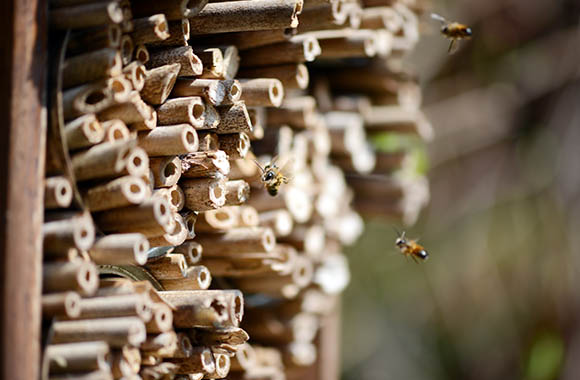 Bijenvriendelijke tuin - Een insectenhotel met holle stengels biedt beschutting voor bijen. Bijenvriendelijke tuin - Een insectenhotel met holle stengels biedt beschutting voor bijen.