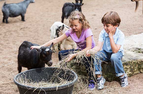De kinderboerderij – Kinderen voeren stro aan een geit.