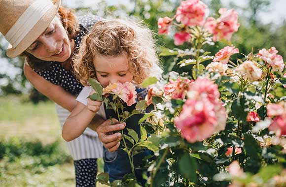 Kleines Mädchen riecht an einem Rosenbusch im Garten. Kleines Mädchen riecht an einem Rosenbusch im Garten.