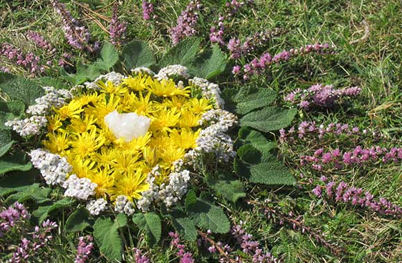 Mandala en matériaux naturels réalisé avec des pissenlits et de la bruyère. Mandala en matériaux naturels réalisé avec des pissenlits et de la bruyère.