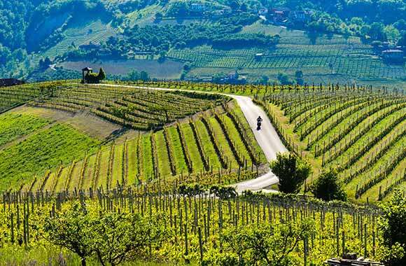 Piste ciclabili Langhe: percorso in mezzo ai vigneti. Piste ciclabili Langhe: percorso in mezzo ai vigneti.