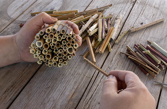 Een insectenhotel bouwen – holle rietstengels worden als nestplaats samengebonden. Een insectenhotel bouwen – holle rietstengels worden als nestplaats samengebonden.