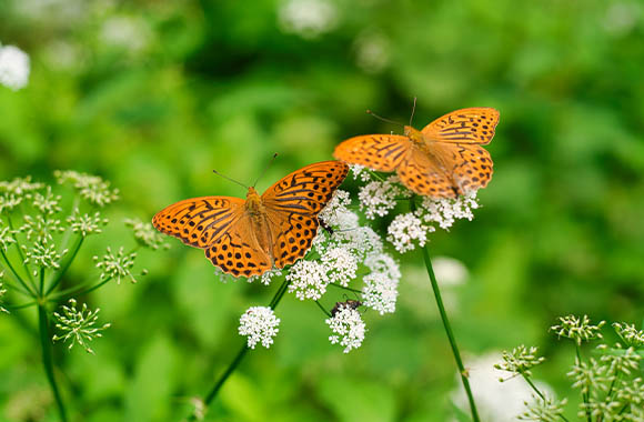 Insectvriendelijke planten - Twee keizersmantels zitten op een duizendblad. Insectvriendelijke planten - Twee keizersmantels zitten op een duizendblad.