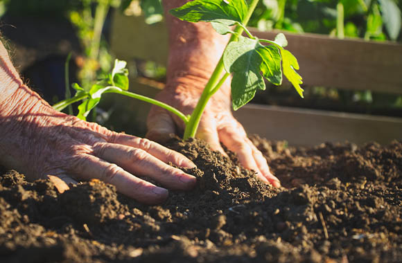 Selbstversorger-Garten – Mann bepflanzt sein Gemüsebeet. Selbstversorger-Garten – Mann bepflanzt sein Gemüsebeet.