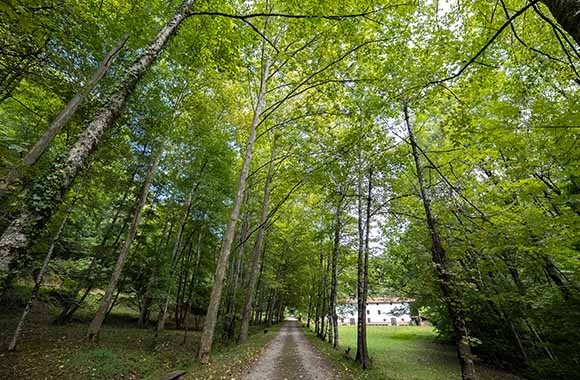 Uno de los muchos caminos que pasan por el Parque Natural del Señorío de Bertiz. Uno de los muchos caminos que pasan por el Parque Natural del Señorío de Bertiz.