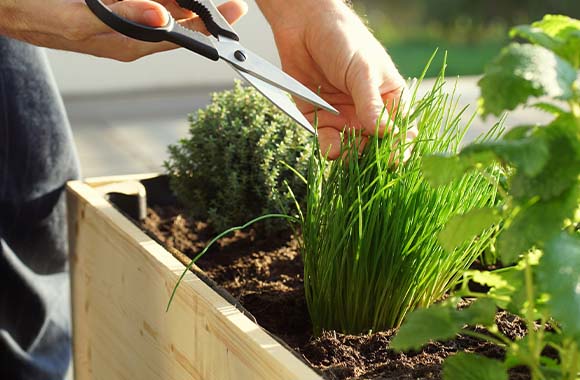 Jardinière surélevée : homme en train de couper de la ciboulette fraîche dans sa jardinière surélevée. Jardinière surélevée : homme en train de couper de la ciboulette fraîche dans sa jardinière surélevée.