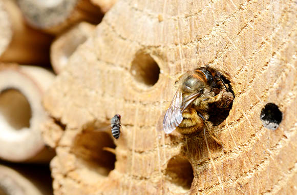Insectenhotel – een wilde bij bouwt een nest in het insectenhotel.