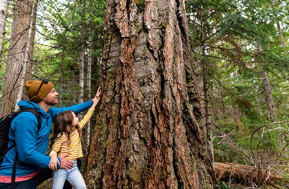 Sens du toucher : un père et sa fille touchent l’écorce d’un arbre. Sens du toucher : un père et sa fille touchent l’écorce d’un arbre.