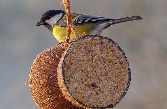 Fabriquez vos propres graines pour oiseaux : une coquille de noix de coco remplie de graines pour oiseaux. Fabriquez vos propres graines pour oiseaux : une coquille de noix de coco remplie de graines pour oiseaux.