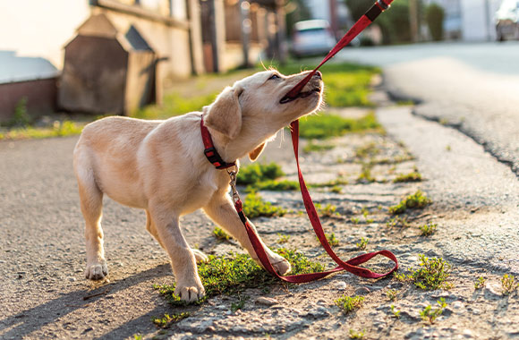 Hunde-Erziehung: Welpe beißt in seine Leine. Hunde-Erziehung: Welpe beißt in seine Leine.