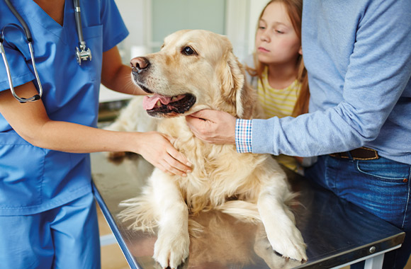 Hundekrankenversicherung sinnvoll: Hund wird beim Tierarzt untersucht. Hundekrankenversicherung sinnvoll: Hund wird beim Tierarzt untersucht.