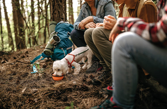 Hund beschäftigen und auslasten: Familie mit Hund macht Rast bei einer Wanderung. Hund beschäftigen und auslasten: Familie mit Hund macht Rast bei einer Wanderung.