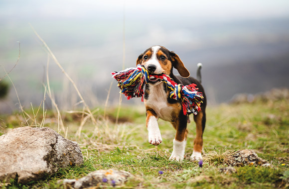 Éducation canine et dressage d’un chiot : un petit chien apprend un ordre de base pour rapporter ses jouets.