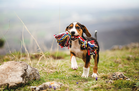 Adottare un cane cucciolo: cucciolo gioca con una corda per cani.