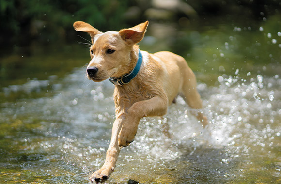 Un cane in estate: un cucciolo si rinfresca nell’acqua.
