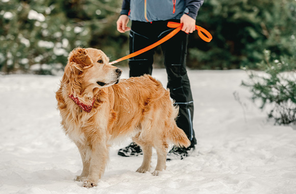Hund im Winter: Hund bei einem Spaziergang im Schnee. Hund im Winter: Hund bei einem Spaziergang im Schnee.