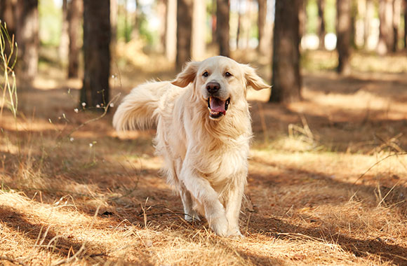 Erster Hund: Tipps zur Anschaffung