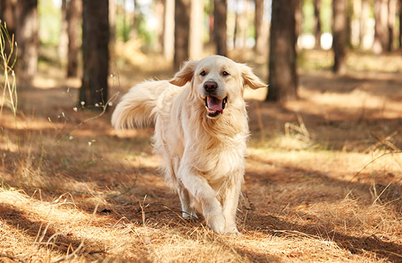 Je eerste hond: tips voor de aanschaf