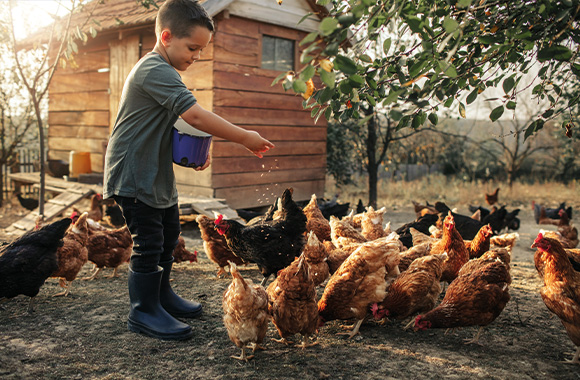 Vacances en famille dans la nature et proches des animaux : un petit garçon nourrit des poules.