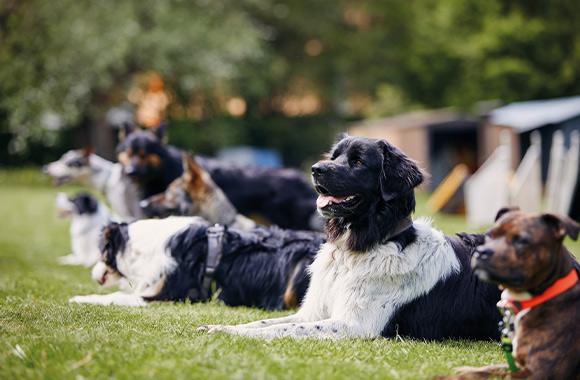 Rasy psów - psy odpoczywają na trawie.