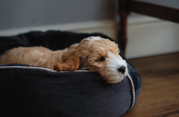 Wohnung welpensicher machen: Welpe schläft in seinem Hundekorb.