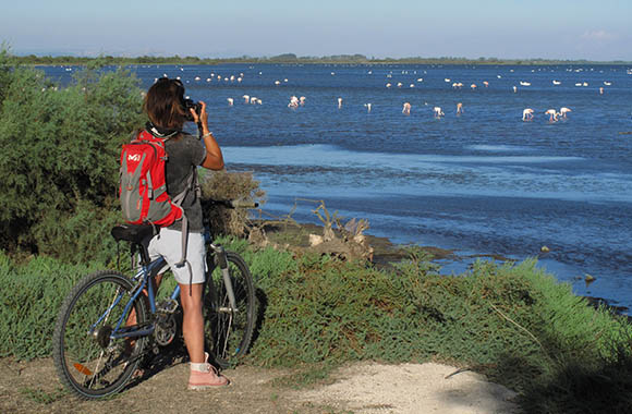 une cycliste à vélo en Camargue une cycliste à vélo en Camargue