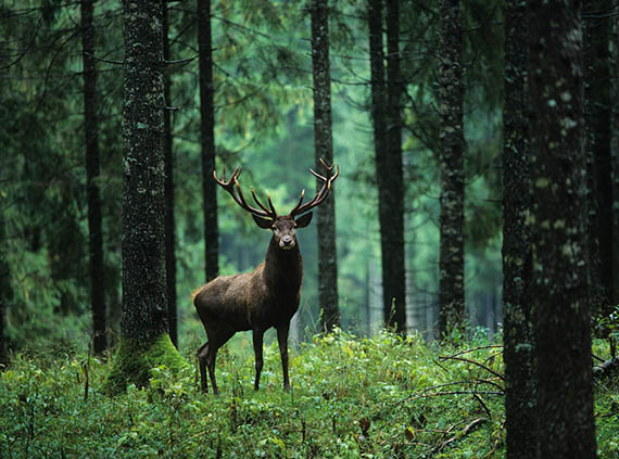 omgang met wilde dieren