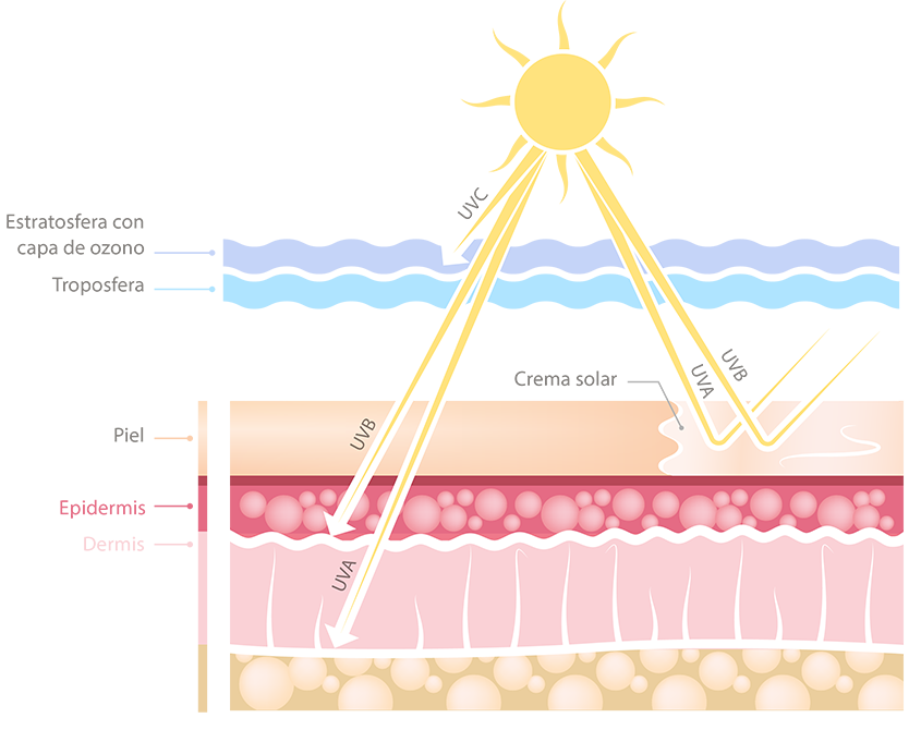 Rayos solares: sin protección solar, los rayos UV penetran en la piel