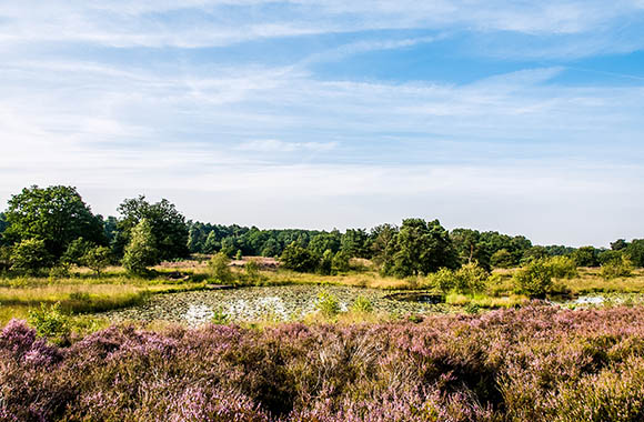 De Meinweg – natuurgebied De Meinweg – natuurgebied