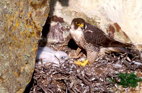 Normas de escalada: los halcones peregrinos crían en afloramientos rocosos.