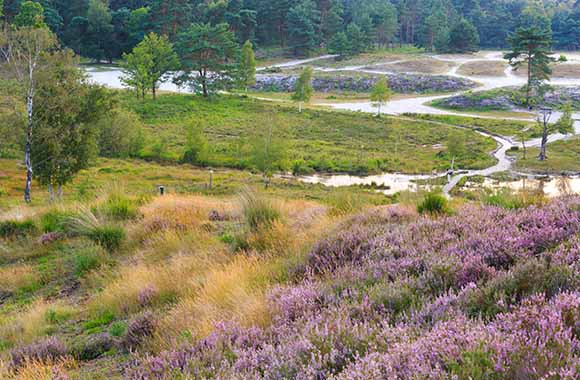 Natuurmonumenten Brunssummerheide vergezicht Natuurmonumenten Brunssummerheide vergezicht