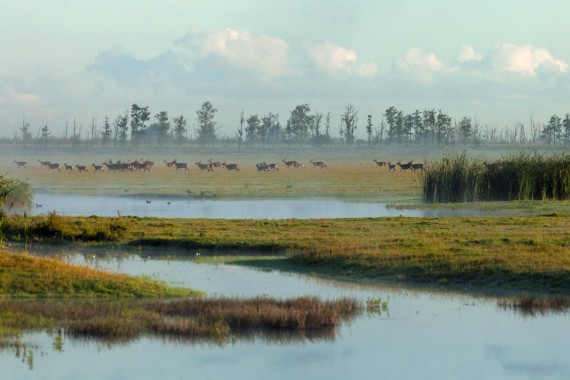 edelherten in de oostvaardersplassen edelherten in de oostvaardersplassen