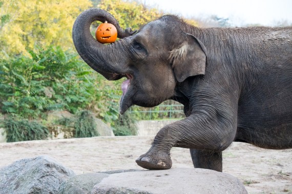 Elefant mit einem Kürbis Elefant mit einem Kürbis