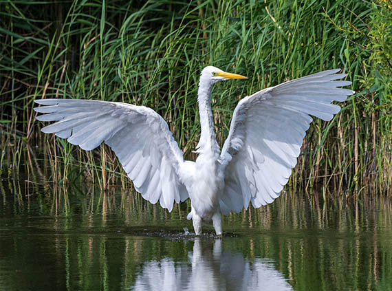 zilverreiger Oostvaardersplassen zilverreiger Oostvaardersplassen